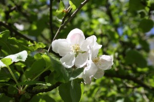 Malus Sylvestris (2) (1200 x 801)